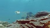 Dolphins Play Risky Game of Catch with Pufferfish. 
