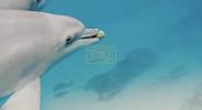 Main image for Dolphins Play Risky Game of Catch with Pufferfish. 