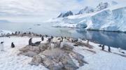 Main image for Penguin Droppings can Power Antartica's Climate Change in a New Research.