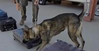 Main image for Meet Border Patrol's First Fentanyl-Sniffing K-9s on the Frontlines.