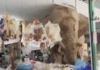 Main image for Hungry Elephant Raids Thai Grocery Store for Snacks. 