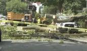 Main image for Fallen Tree Crushes Van, Knocks Out Power to 150 Homes in New Rochelle. 