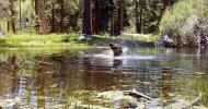 Main image for Curious Bear Takes a Cool Dip in Summer Heat.