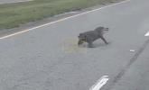 Main image for Tailless Alligator Spotted Waddling Across Louisiana Highway. 