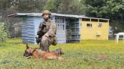 France Debuts First Drone-Guided Military Dog in Combat Operations.