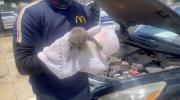 Main image for Stowaway Kitten Rescued After Being Found Hiding Inside Car Engine. 