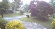 Main image for Family of Black Bears Caught Roaming Through Suburban Front Yard. 