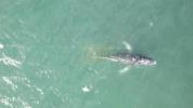 Main image for Rescue Mission Launched for Humpback Whale Tangled in Rope off Australian Coast.