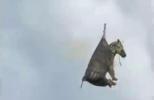 Main image for Runaway Pet Zebra 'Ed' Captured in Tennessee. 