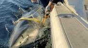 Main image for Biggest Great White Shark Recorded Surfaces Near U.S. Vacation Hotspot. 