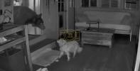 Main image for Hero Dog Confronts Bear Inside Southern California Home. 