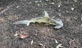 Main image for Baby Hammerhead Shark Falls From Sky Onto South Carolina Disc Golf Course.