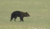 Main image for Bear on Runway Forces Flight Cancellations at Japanese Airport. 