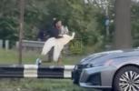 Main image for Queens Neighbors Unite to Track Down Alleged Swan Thieves. 
