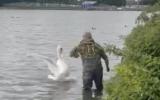 Main image for Heroic Moment: Man Rescues Baby Swan Tangled in Wires.