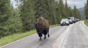 Main image for Lone Bison Brings Traffic to a Standstill, Stuns Drivers in Unexpected Road Show. 