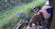 Main image for Honey Heist: Bears Escape UK Wildlife Park, Devour Week's Supply. 