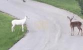 Main image for Rare Albino Deer Spotted in Missouri Suburb, Captured in Stunning Video. 