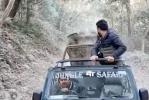 Main image for Wild Safari Turns Chaotic as Angry Elephant Chases Jeep in Heart-Pounding Encounter. 