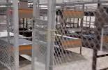 Main image for Inside 'Alligator Alcatraz': New Florida Migrant Facility Holds 3,000 Behind Barbed Wire and Cages. 