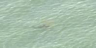 Main image for Shark Alert: At Least Two Sharks Spotted Near Beach 32nd in the Rockaways. 