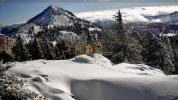 Main image for Rare Footage Captures Elusive and Highly Threatened Sierra Nevada Red Fox.
