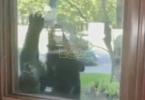 Main image for Mama Bear Caught Red-Handed Stealing Bird Feeder Outside New York Home.