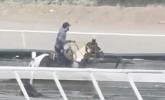 Main image for Hero on Horseback: Man Rides Through Raging New Mexico Flood to Rescue Trapped Horses. 