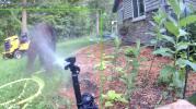Main image for Bear Gets Hilariously Blasted by Motion-Activated Sprinkler. 