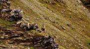 Main image for Rare Huemul Deer Spotted in Remote Patagonia. 