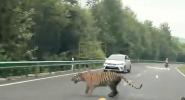 Main image for Highway Surprise: Wild Siberian Tiger Strolls Along China's National Road. 