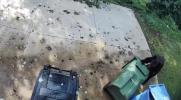 Main image for Old 'Bear-Proof' Trash Can Holds Strong in Asheville Yard Showdown. 