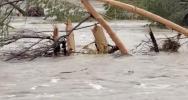 Main image for Deer Struggles in Texas Floodwaters as Recovery Efforts Continue. 