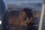 Main image for  Curious Hippo Takes a Huge Bite Out of Boat Rotor. 