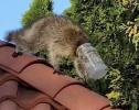 Main image for Jar-Headed Baby Raccoon Rescued by Long Island Animal Lover. 