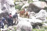 Main image for No Bull: Himalayan Bovine Charges at Hiker in Himachal Pradesh. 