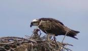 Main image for Osprey Population Soars on Long Island After Near-Extinction.