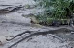 Main image for Cyclist's Evening Ride Interrupted by Two Alligators in South Carolina. 