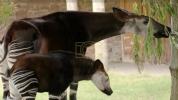 Main image for Rare African 'Unicorn' Calf Born at Chester Zoo. 