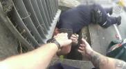 Main image for Queensland Police Rescue Nine Ducklings Trapped in Storm Drain. 