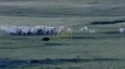 Main image for Montana Cows Chase Off Grizzly Bear in Wild Standoff. 