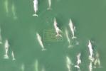 Main image for Pod of Dolphins Show Off Athletic Hunting Skills Off New York Coast.