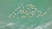 Main image for Large Groups of Rays Caught on Camera Migrating Near Fire Island.