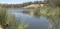 Main image for Hundreds of Fish Found Dead in Orange County Lake, Alarming Locals.