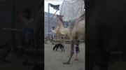 Main image for Pakistani Camel Walks Again with Prosthetic Leg After Cruel Amputation. 