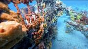Main image for Diver Helps Decorator Crab With Stuck Claw. 