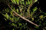 Main image for Giant New Species of Stick Insect Discovered in Australia &mdash; Possibly the Country's Heaviest. 