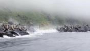 Main image for Sea Lions Flee as Earthquake Triggers Rockfall on Kamchatka Cliffs. 