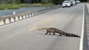 Main image for Why Did the Alligator Cross the Road? To Get to the Other Tide!