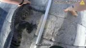 Main image for Florida Deputy Wrangles Alligator from Backyard Pool &mdash; With Bare Hands!